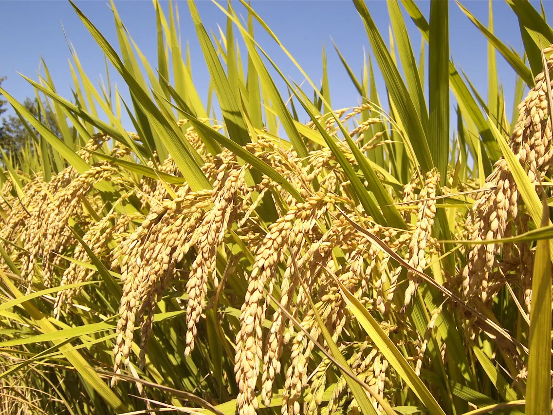Asian Cultivated Rice